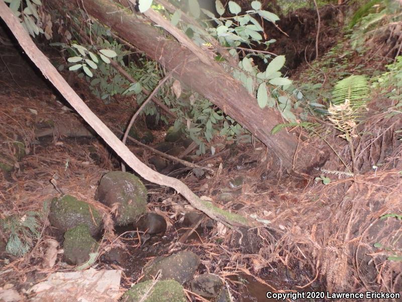 California Giant Salamander (Dicamptodon ensatus)