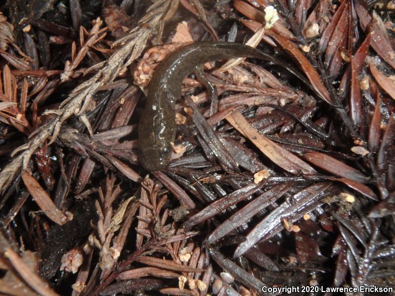 California Giant Salamander (Dicamptodon ensatus)