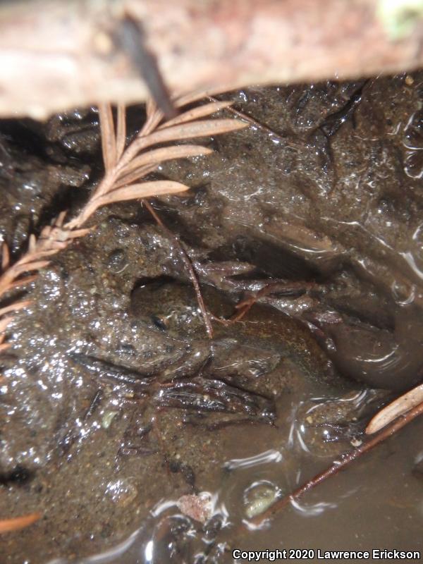 California Giant Salamander (Dicamptodon ensatus)