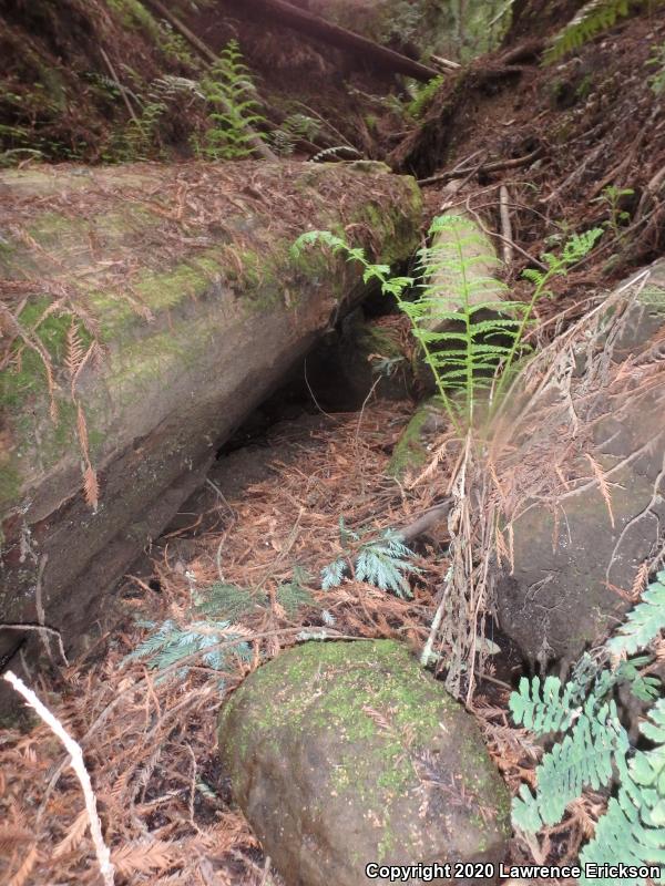 California Giant Salamander (Dicamptodon ensatus)