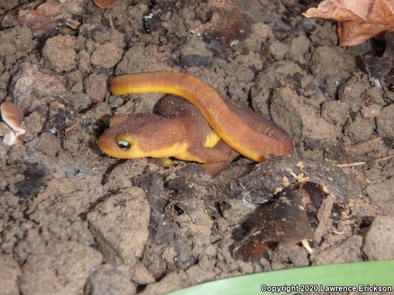 Coast Range Newt (Taricha torosa torosa)