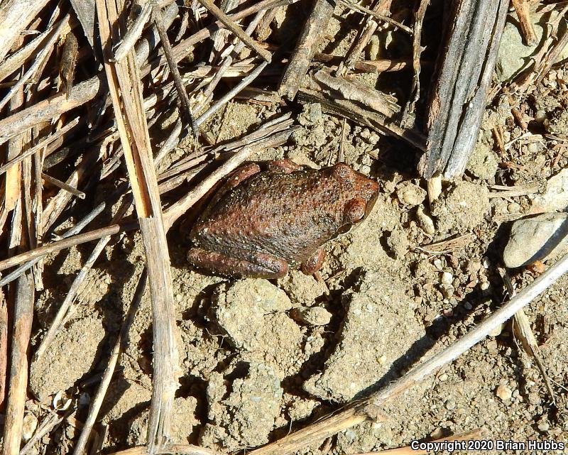 Baja California Treefrog (Pseudacris hypochondriaca)