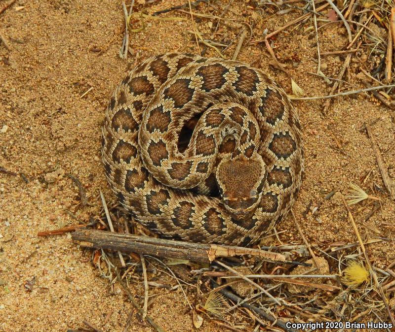 Southern Pacific Rattlesnake (Crotalus oreganus helleri)