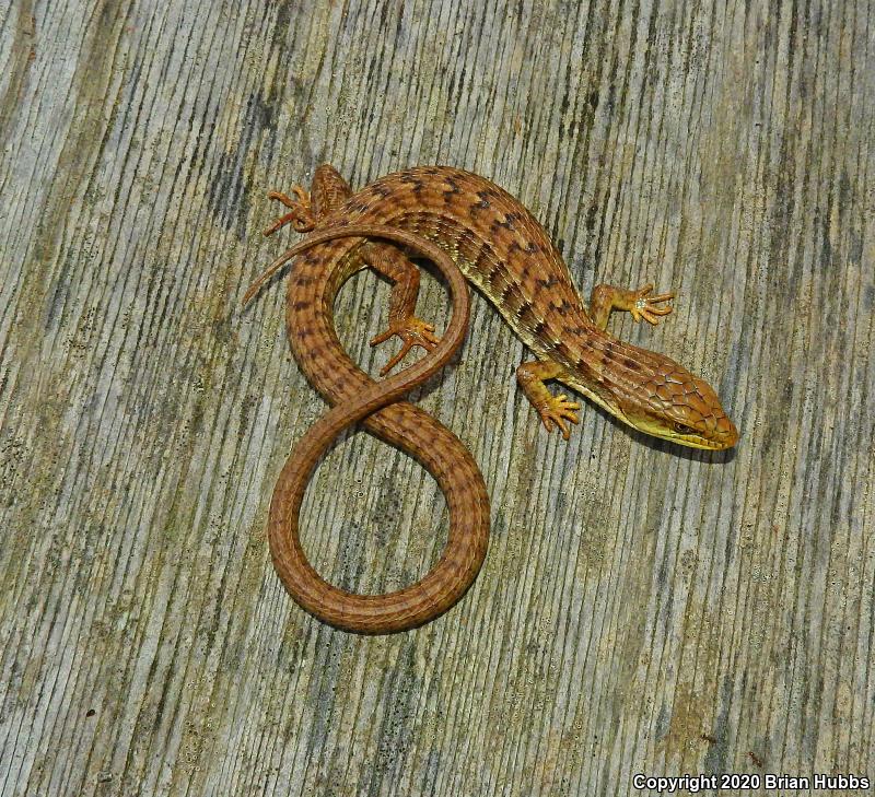 California Alligator Lizard (Elgaria multicarinata multicarinata)