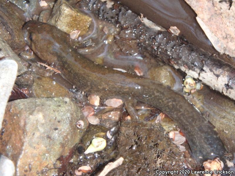 California Giant Salamander (Dicamptodon ensatus)