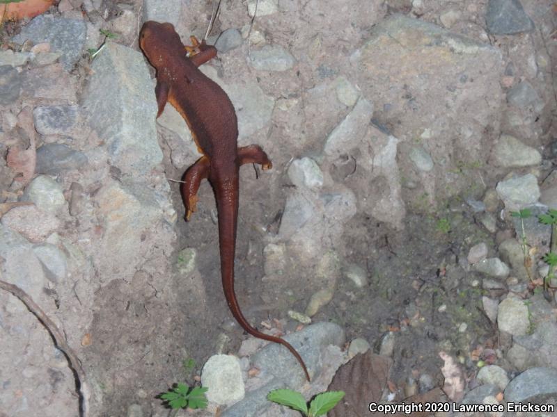 Coast Range Newt (Taricha torosa torosa)