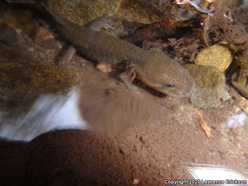 California Giant Salamander (Dicamptodon ensatus)