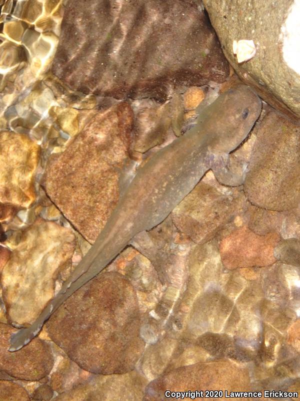 California Giant Salamander (Dicamptodon ensatus)