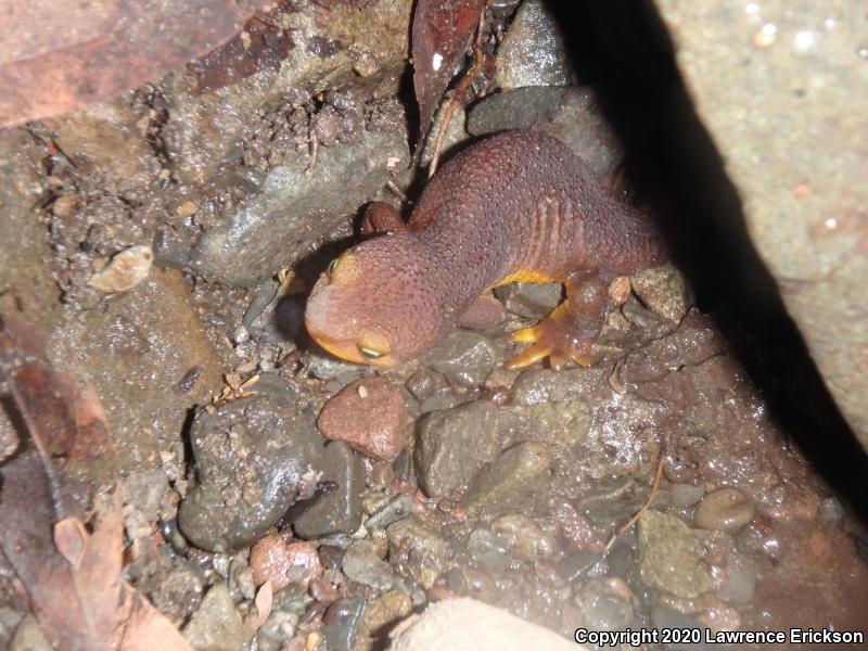 Coast Range Newt (Taricha torosa torosa)