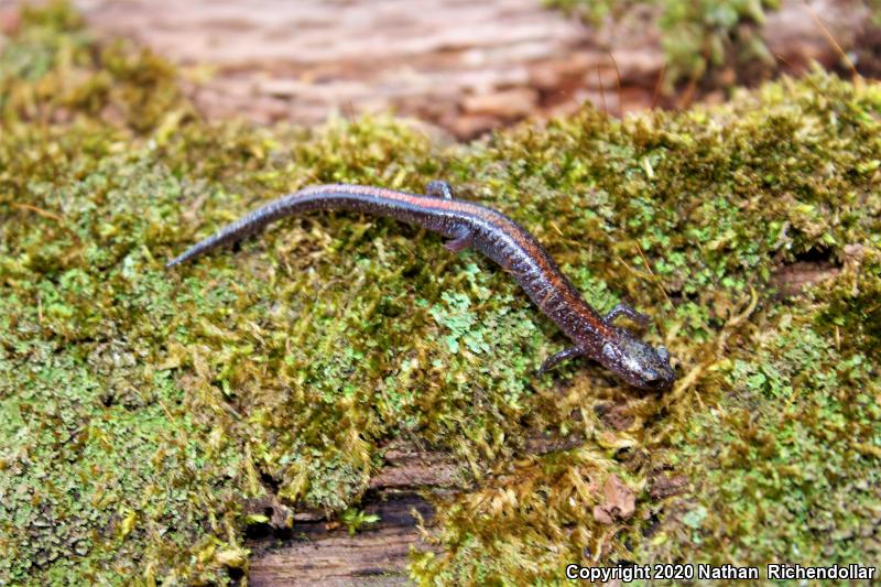 Ozark Zigzag Salamander (Plethodon angusticlavius)