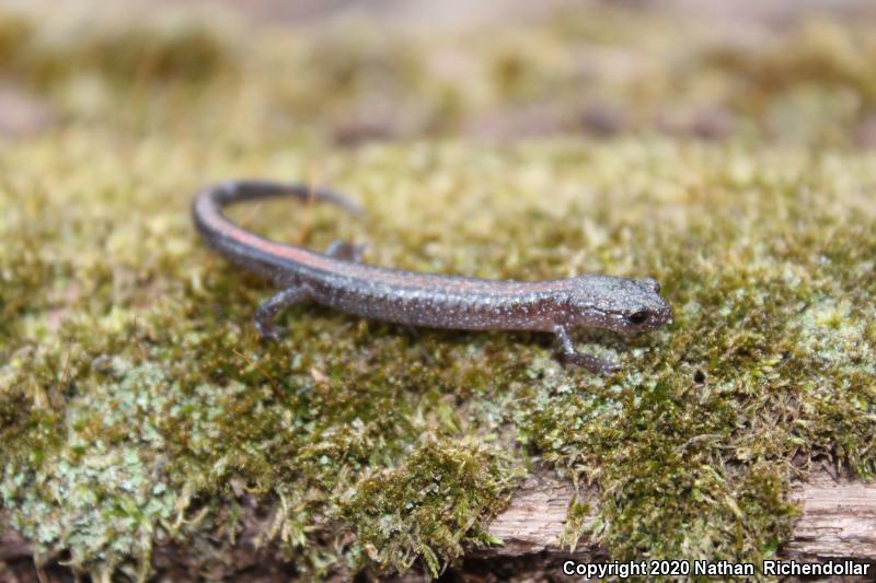 Ozark Zigzag Salamander (Plethodon angusticlavius)