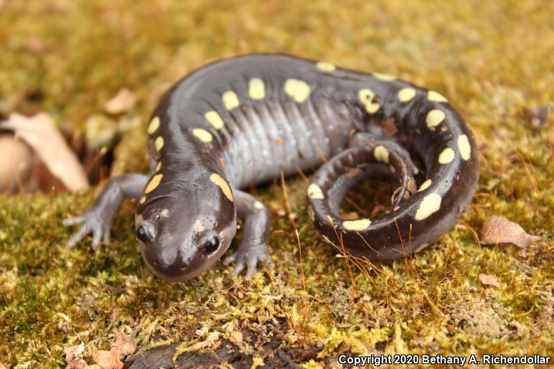 Spotted Salamander (Ambystoma maculatum)