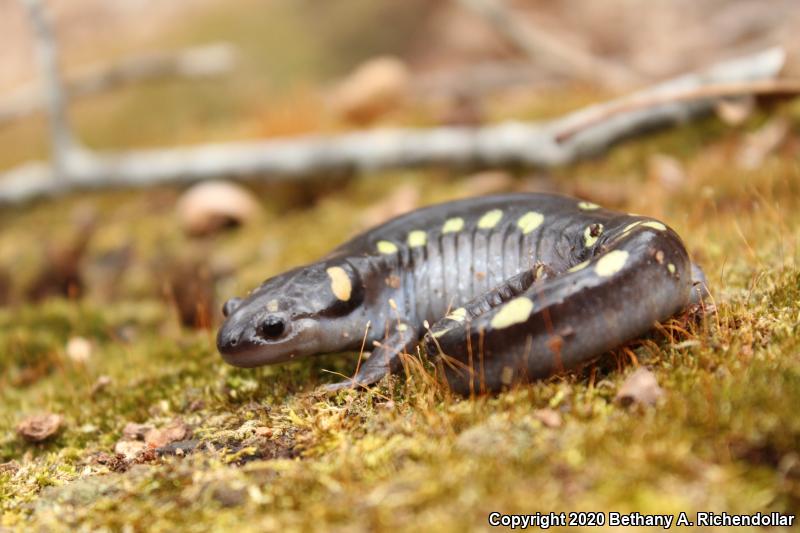 Spotted Salamander (Ambystoma maculatum)