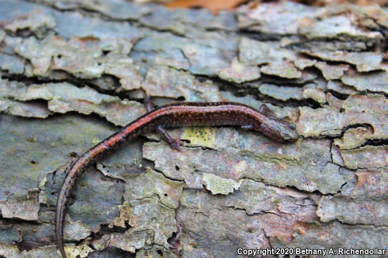 Ozark Zigzag Salamander (Plethodon angusticlavius)