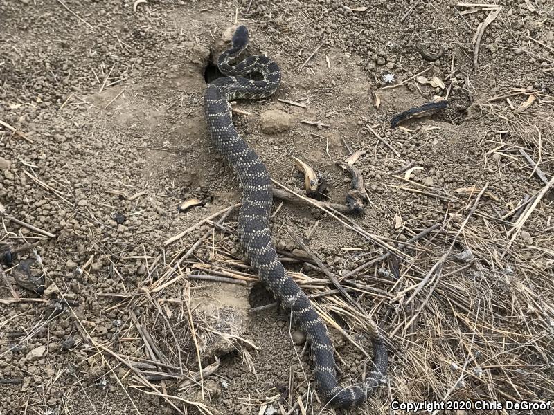 Southern Pacific Rattlesnake (Crotalus oreganus helleri)