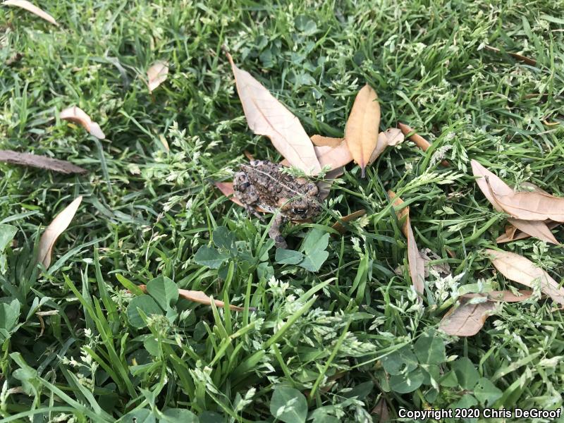 Southern California Toad (Anaxyrus boreas halophilus)