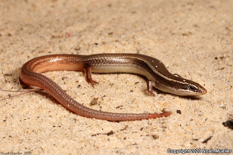 Mole Skink (Plestiodon egregius)