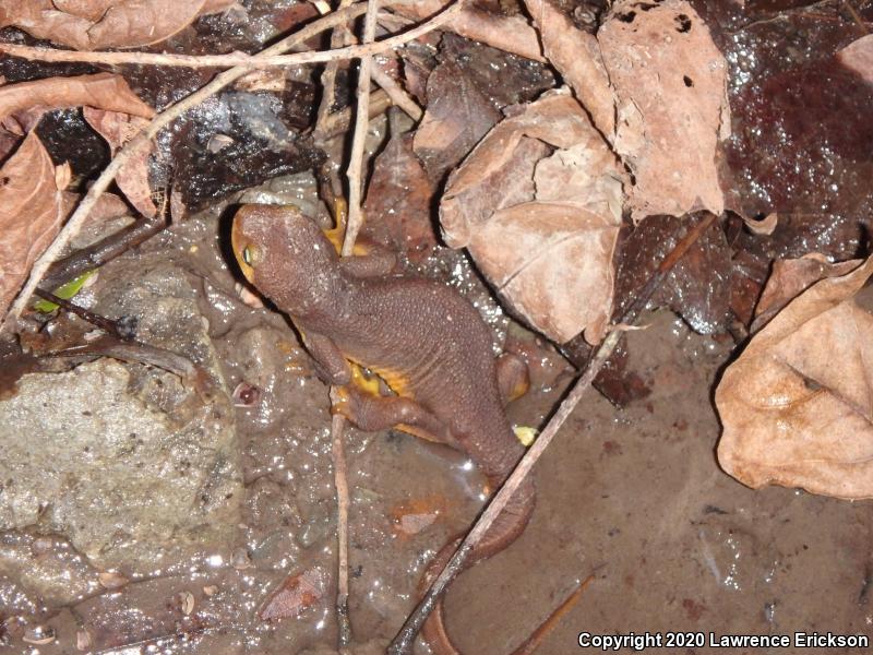 Coast Range Newt (Taricha torosa torosa)