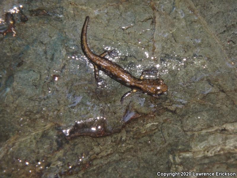 Santa Cruz Black Salamander (Aneides flavipunctatus niger)