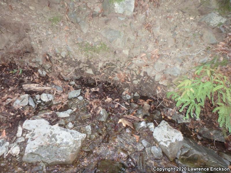 Santa Cruz Black Salamander (Aneides flavipunctatus niger)