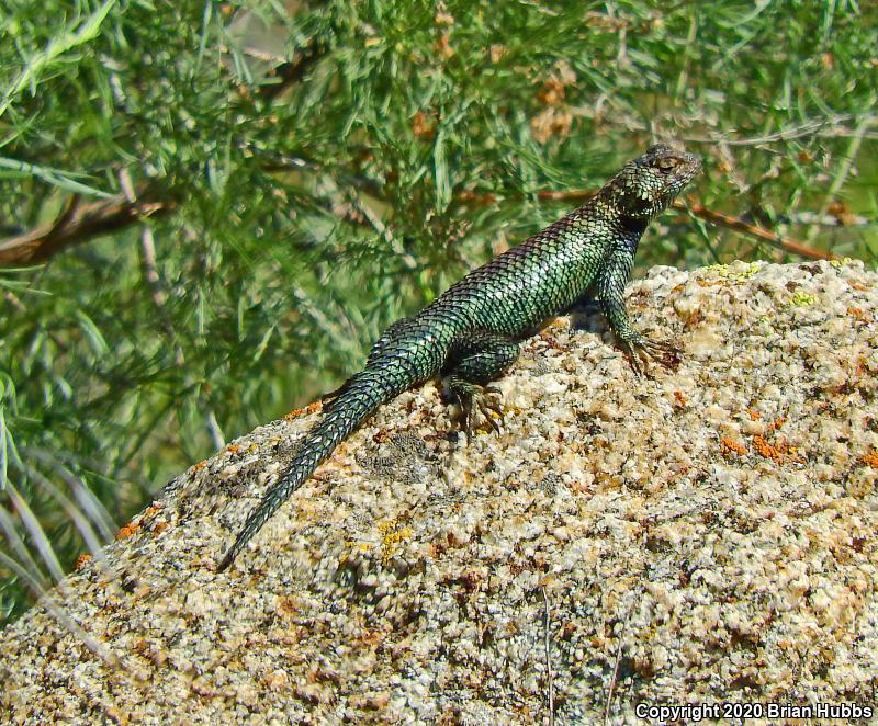 Granite Spiny Lizard (Sceloporus orcutti)