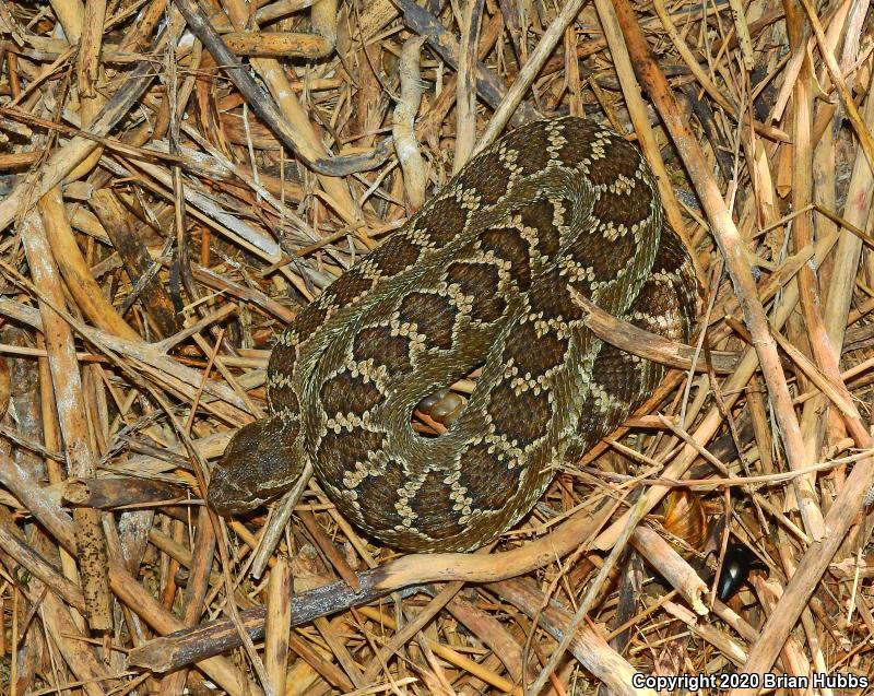 Southern Pacific Rattlesnake (Crotalus oreganus helleri)