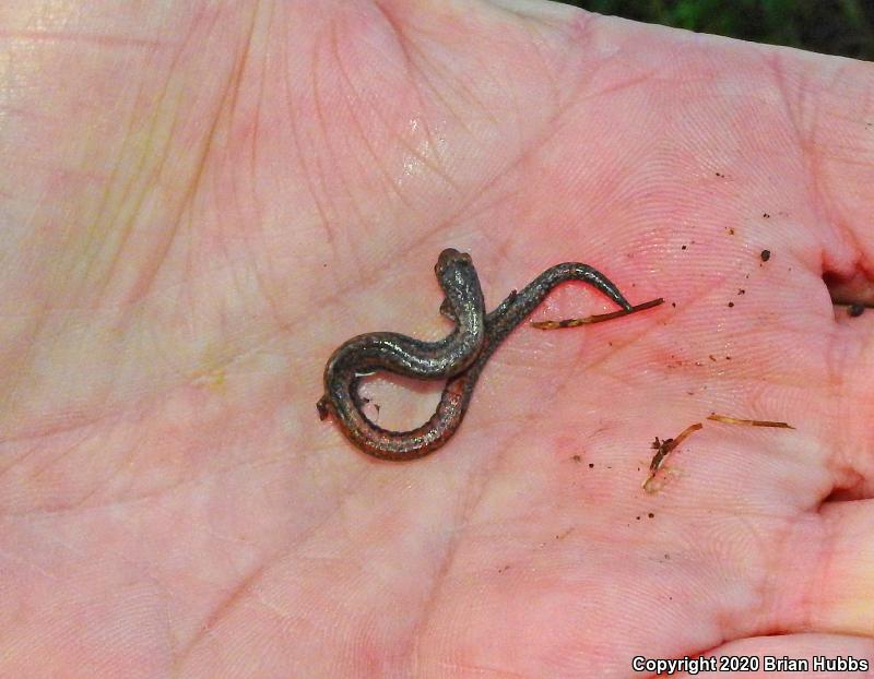 Garden Slender Salamander (Batrachoseps major major)