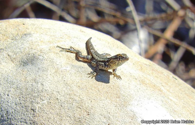 Northern Side-blotched Lizard (Uta stansburiana stansburiana)