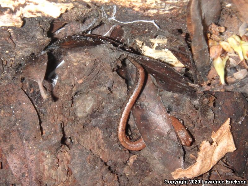 California Slender Salamander (Batrachoseps attenuatus)