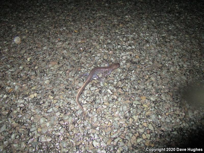 Jefferson Salamander (Ambystoma jeffersonianum)