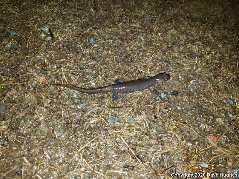 Jefferson Salamander (Ambystoma jeffersonianum)