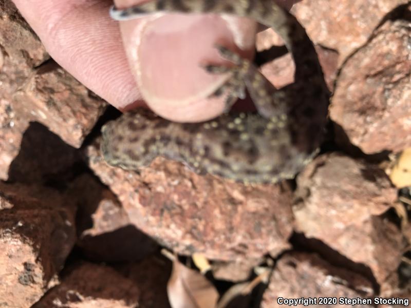 Turkish House Gecko (Hemidactylus turcicus turcicus)