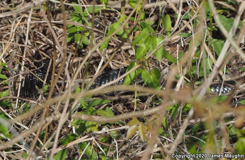 Texas Indigo Snake (Drymarchon melanurus erebennus)