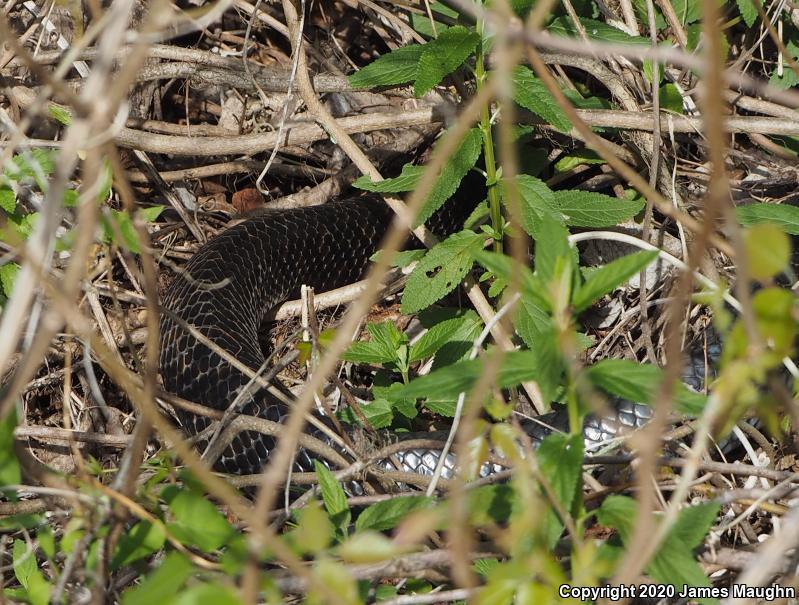 Texas Indigo Snake (Drymarchon melanurus erebennus)