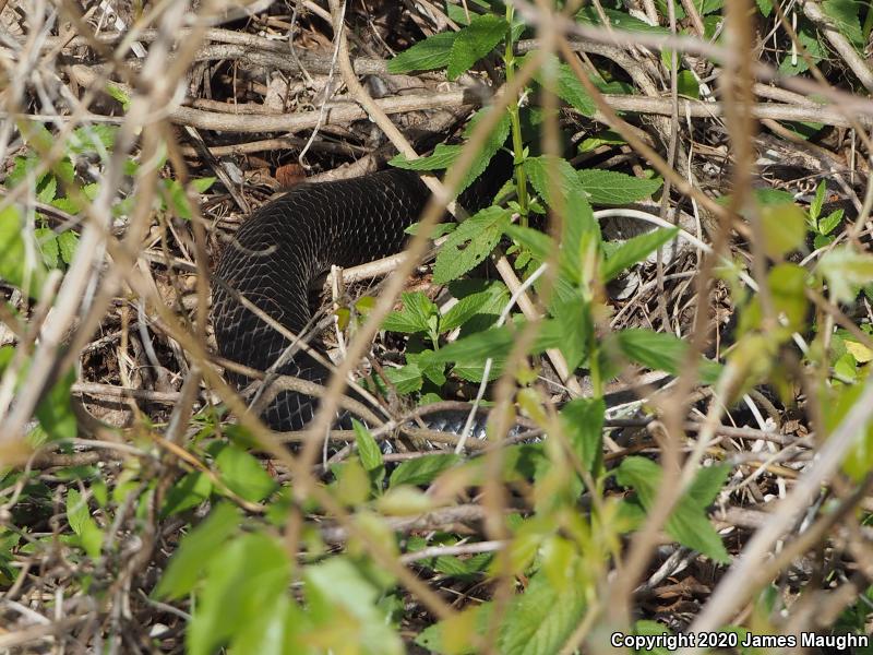 Texas Indigo Snake (Drymarchon melanurus erebennus)