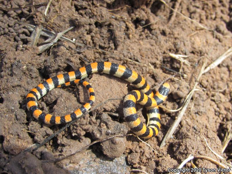 Variable Groundsnake (Sonora semiannulata semiannulata)