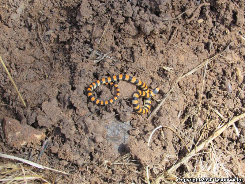 Variable Groundsnake (Sonora semiannulata semiannulata)