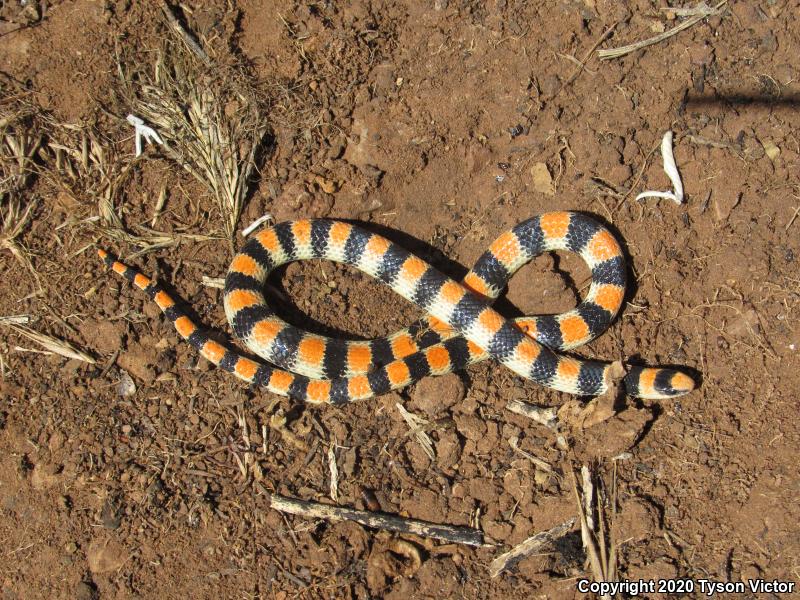 Variable Groundsnake (Sonora semiannulata semiannulata)