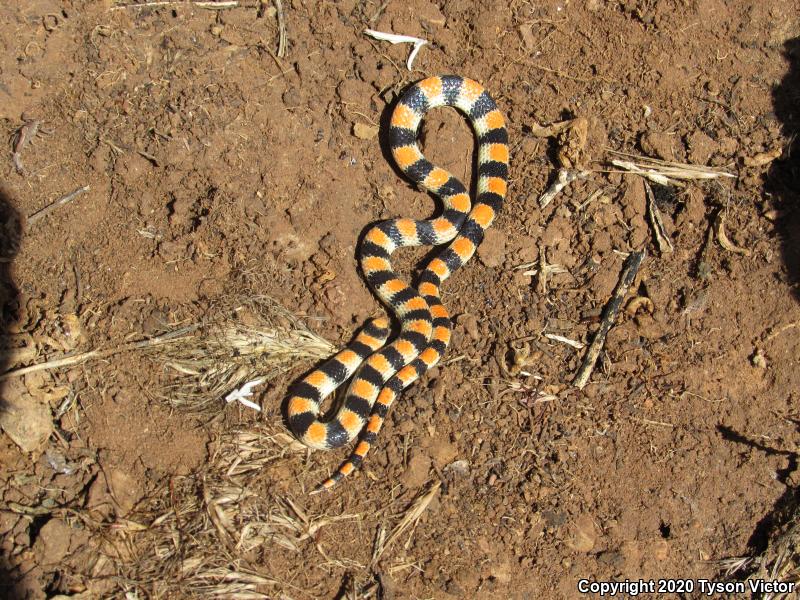 Variable Groundsnake (Sonora semiannulata semiannulata)