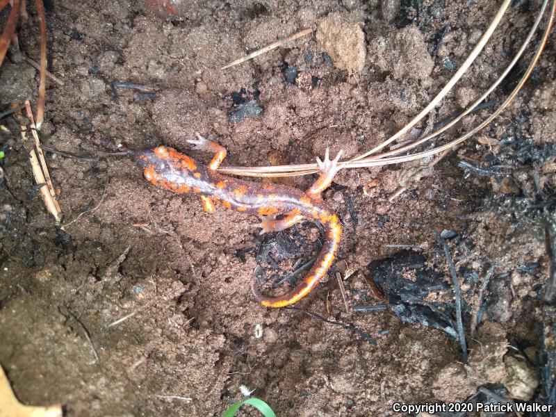 Sierra Nevada Ensatina (Ensatina eschscholtzii platensis)