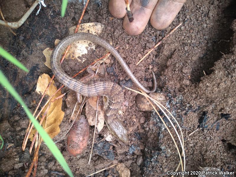 California Alligator Lizard (Elgaria multicarinata multicarinata)