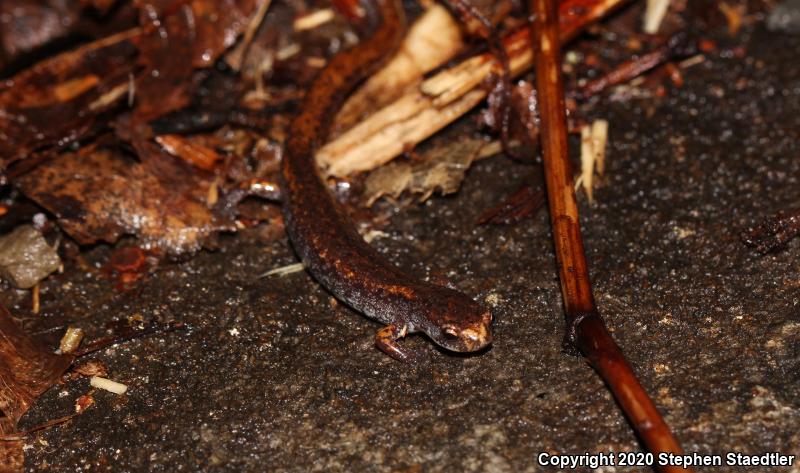 Four-toed Salamander (Hemidactylium scutatum)