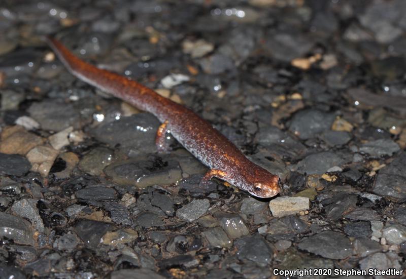 Four-toed Salamander (Hemidactylium scutatum)