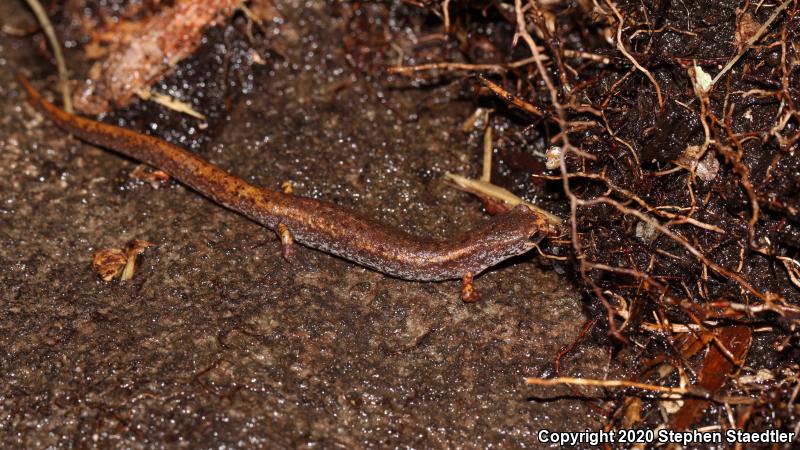 Four-toed Salamander (Hemidactylium scutatum)