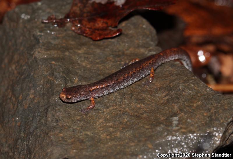 Four-toed Salamander (Hemidactylium scutatum)