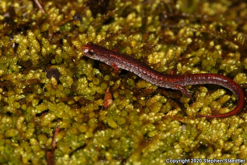 Four-toed Salamander (Hemidactylium scutatum)