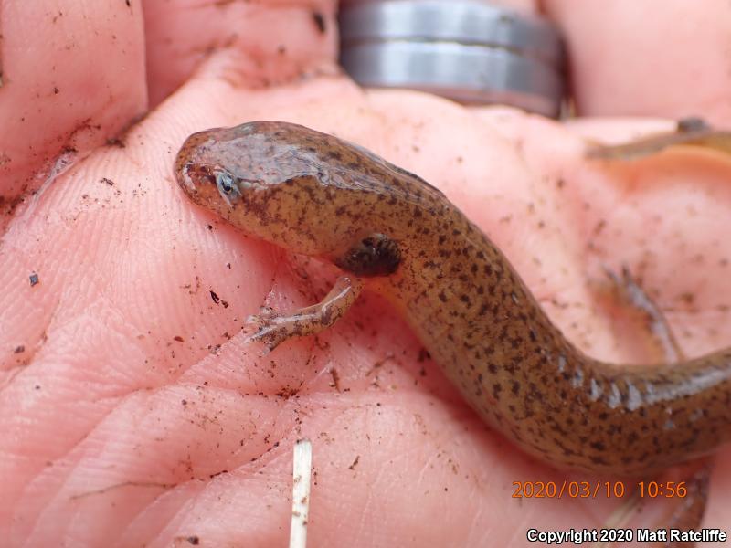 Northern Red Salamander (Pseudotriton ruber ruber)