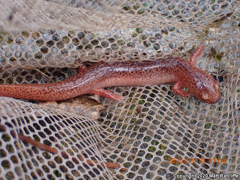 Northern Red Salamander (Pseudotriton ruber ruber)