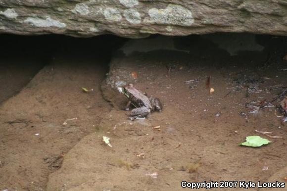 Northern Green Frog (Lithobates clamitans melanota)