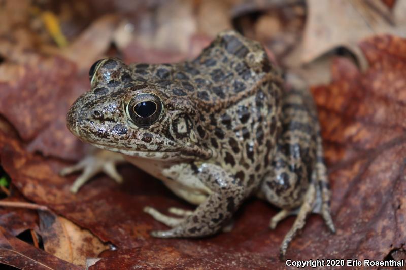 Crawfish Frog (Lithobates areolatus)